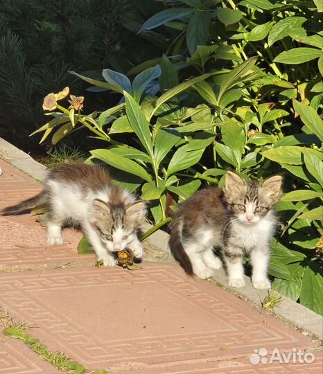 Котята в добрые руки