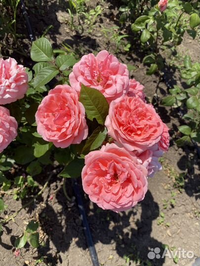 Саженцы, розы