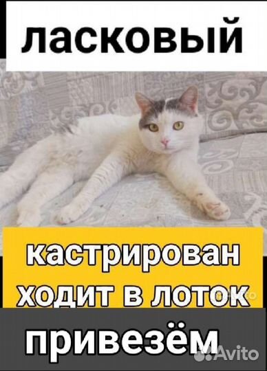 Кошечки и котики