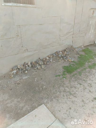 Молодые цыплята