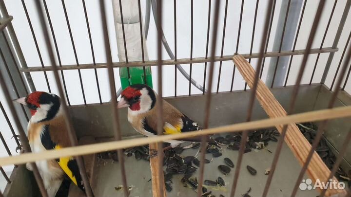 Щегол поющий