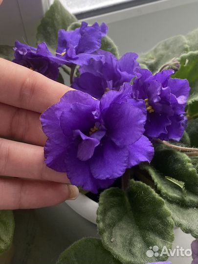 Махровые крупные фиалки в горшке