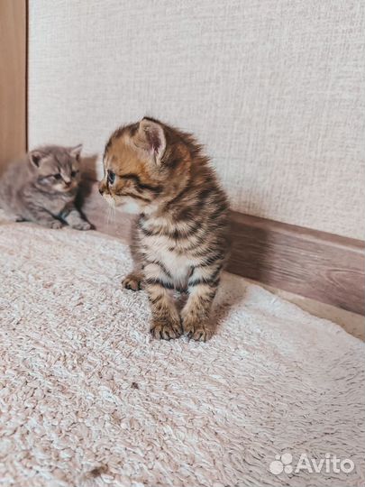 Продам британского котёнка