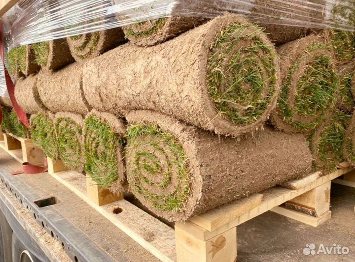 Рулонный газон