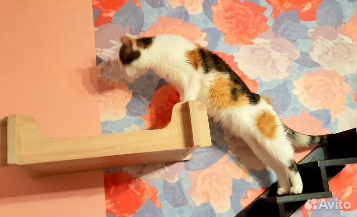 Трёхцветная красотка Асия ищет Дом