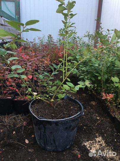 Ягодки на кустиках Голубики