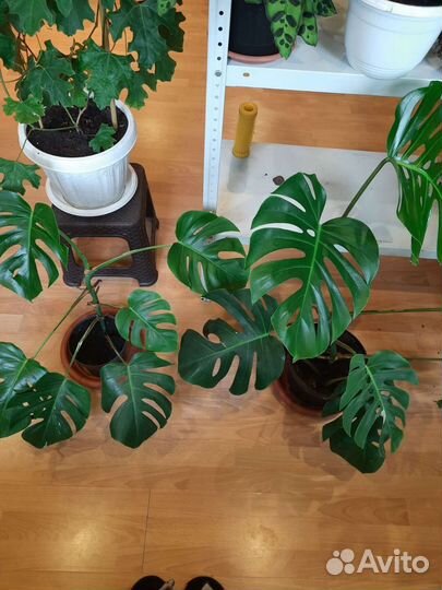 Монстера вариегатная