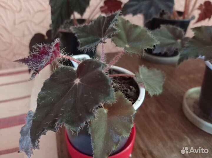 Кислица,Грифон, Вельвет,бегонии