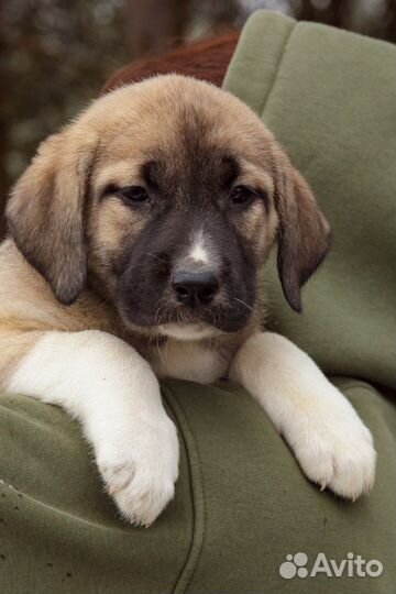 Собака турецкий кангал