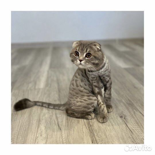 Стрижка кошек, груминг с выездом на дом