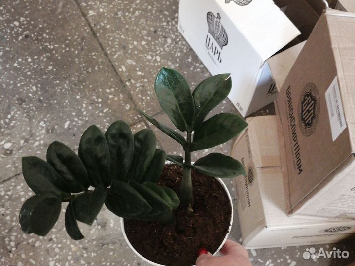 Замиокулькас зензи