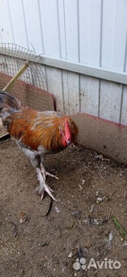 Петухи
