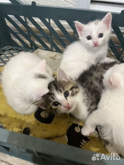 Котята