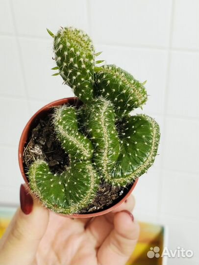 Кактус опунция