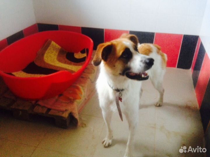 Передержка, зоогостиница для животных