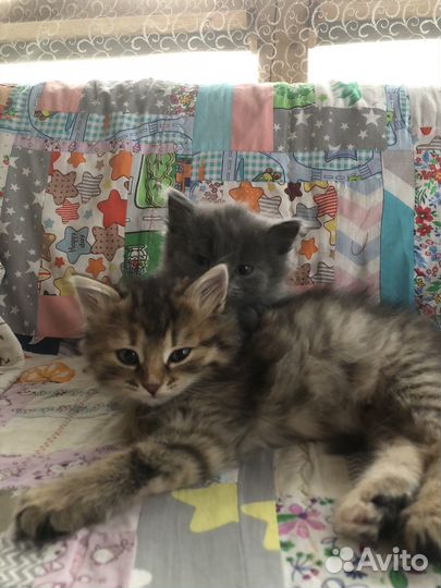 Котята в добрые руки бесплатно