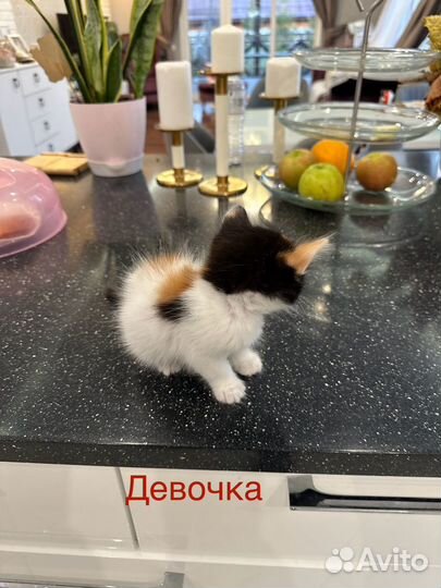 Котята отдам бесплатно