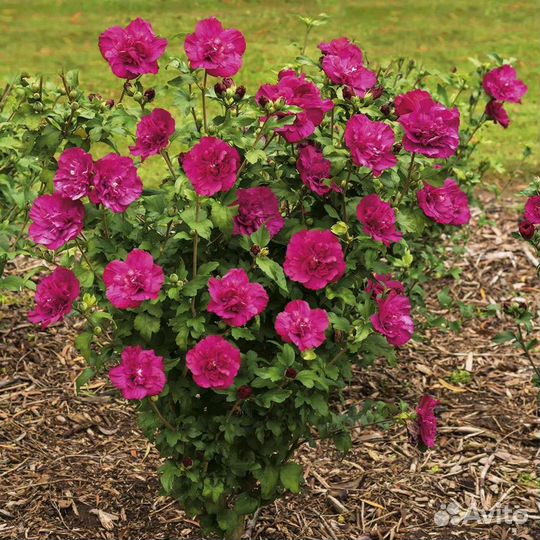 Гибискус махровый