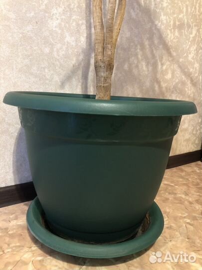 Пальма драцена