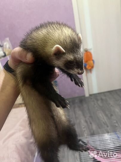 Домашний хорек