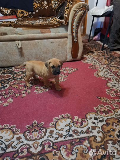 Алано Эспаньол