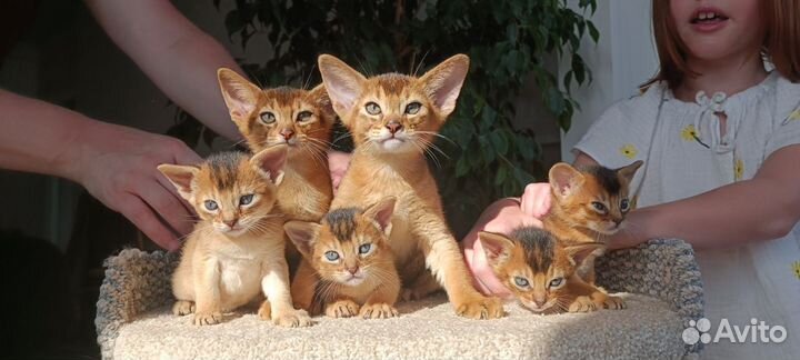 Абиссинские котята премиум качество