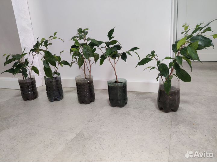 Фикус Бенджамина