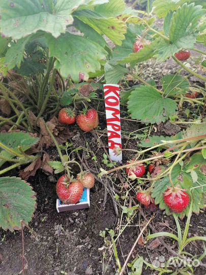 Саженцы клубники