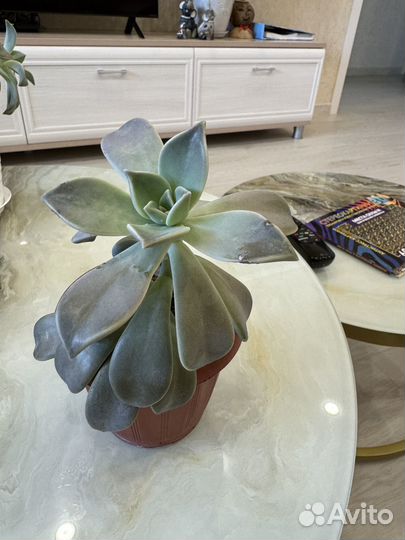 Суккуленты