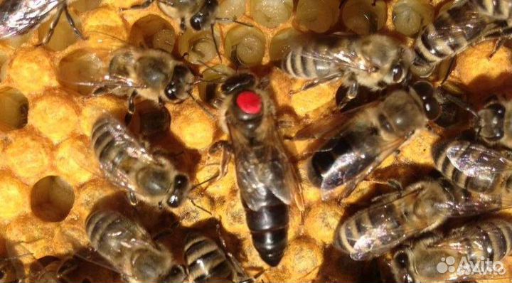 Пчеломатки Бакфаст, Карника, Карпатка