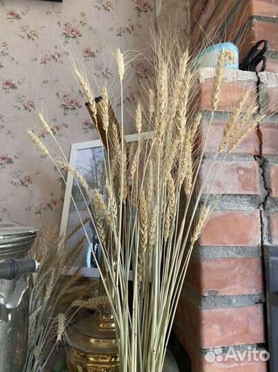 Сухоцвет зерновой (пшеница и ячмень) колоски,50 шт