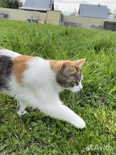 Кошка Зефирка ищет дом