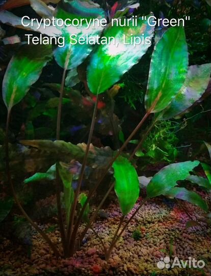 Криптокорина нури