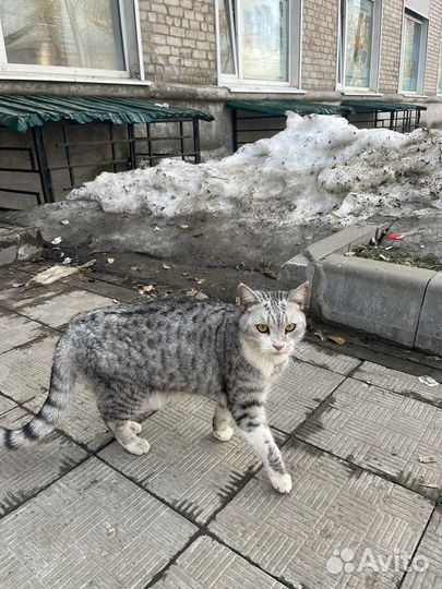 Кошка в добрые руки