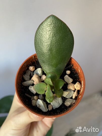 Крассула овата, малыш, выросла из листика