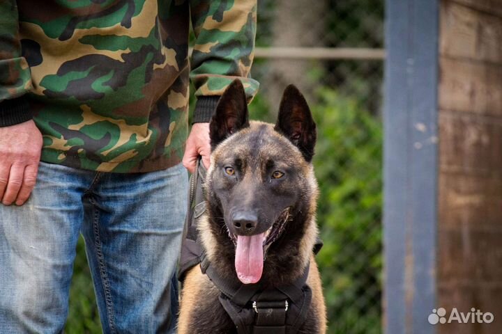 Кобель для вязки