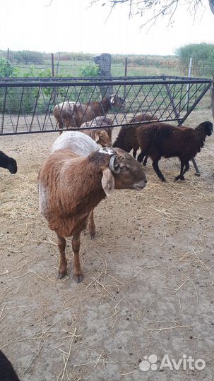 Курдючные барашки