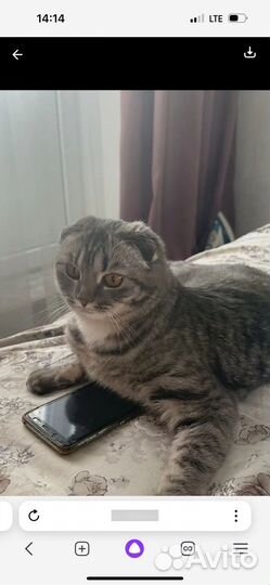 Кошечка Шотландская Вислоухая