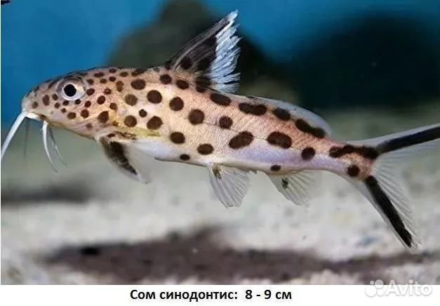 Аквариумные рыбки