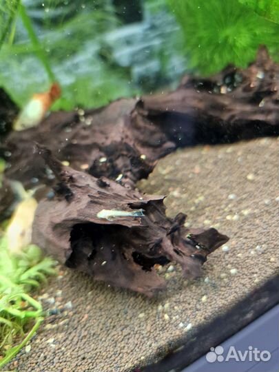 Сом анциструс вуалевый