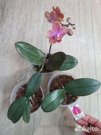 Ароматные цветущие орхидеи фаленопсис