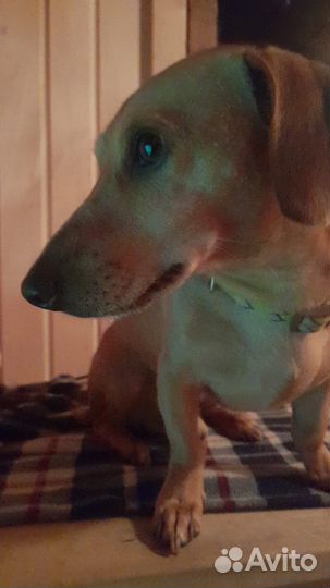 Потерялась такса