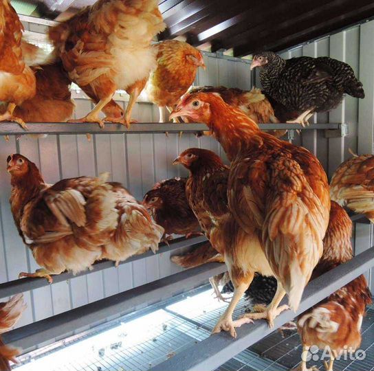 Утепленный курятник С обогревом