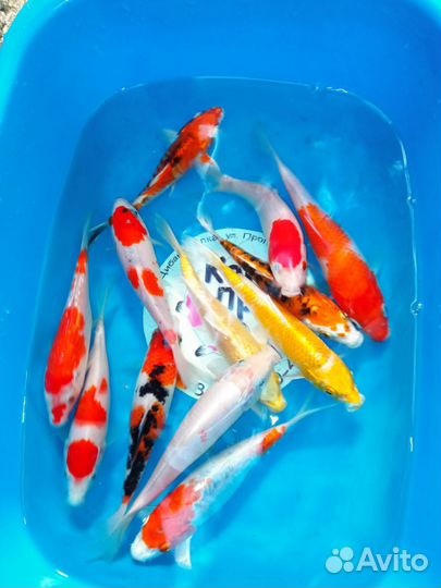 Карп Кои Премиум Ямабуки Кохаку Санке Хи утцури