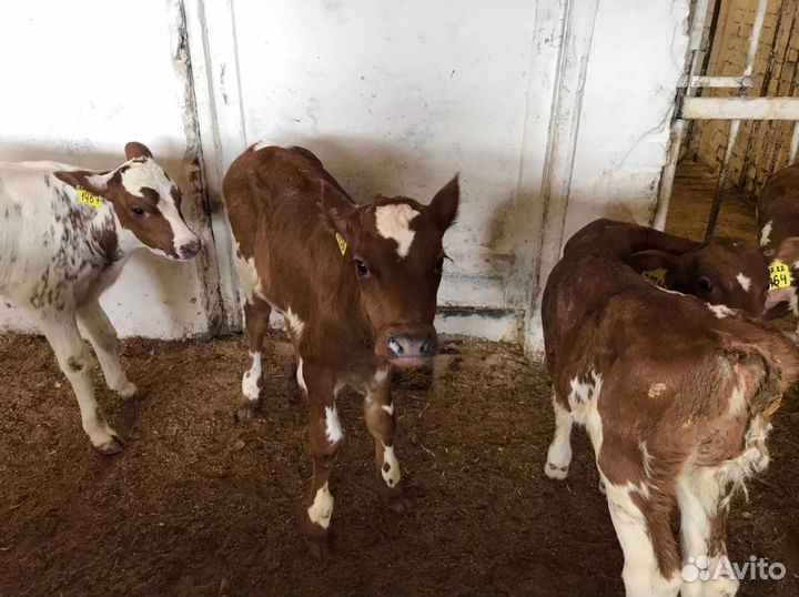 Бычки на откорм