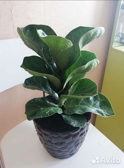 Черенок фикуса лирата бамбино