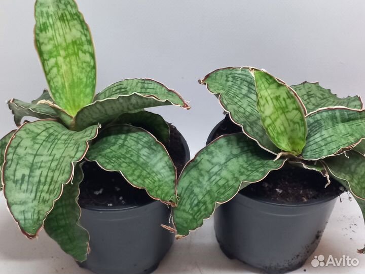 Сансевиерия стар грин гранит