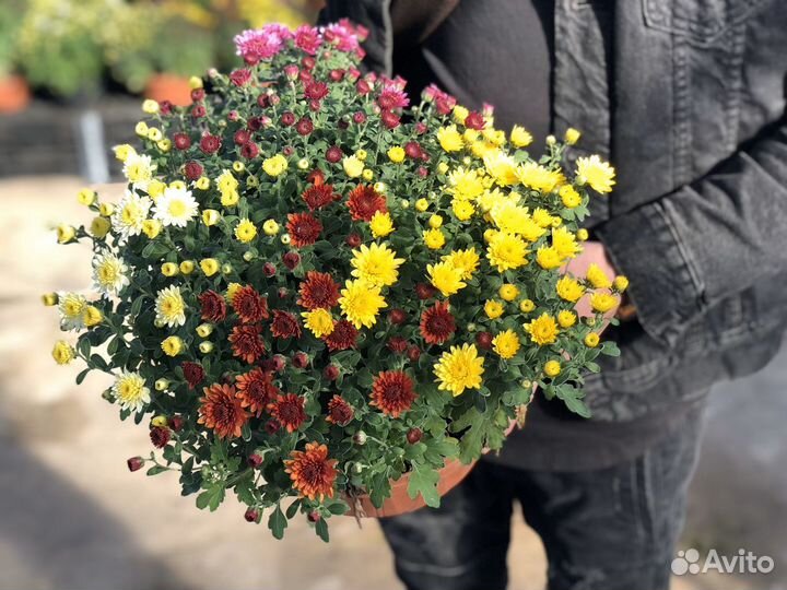 Хризантема мультифлора кустовая