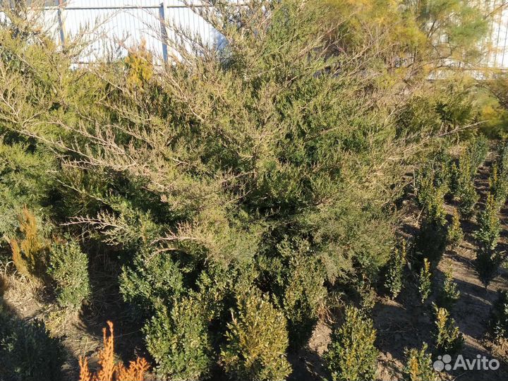 Можжевельник вергинский