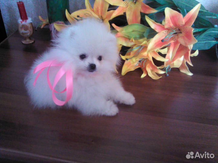 Я, (померанец) белый, приехал из Калуги для вязок